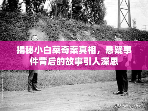 揭秘小白菜奇案真相，懸疑事件背后的故事引人深思