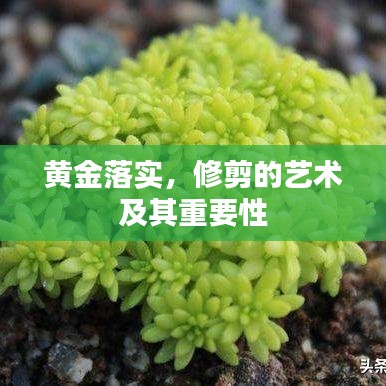 黃金落實(shí)，修剪的藝術(shù)及其重要性