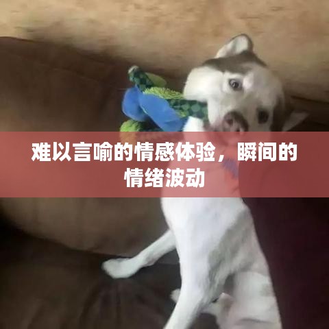難以言喻的情感體驗(yàn)，瞬間的情緒波動(dòng)