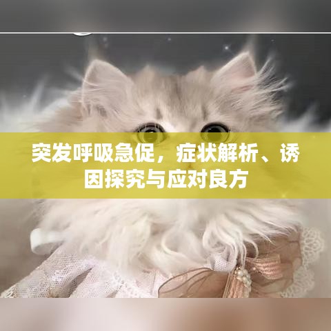 突發(fā)呼吸急促，癥狀解析、誘因探究與應(yīng)對(duì)良方