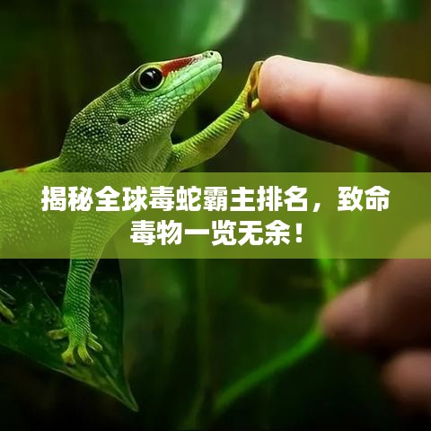 揭秘全球毒蛇霸主排名，致命毒物一覽無余！