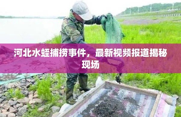 河北水蛭捕撈事件，最新視頻報(bào)道揭秘現(xiàn)場(chǎng)