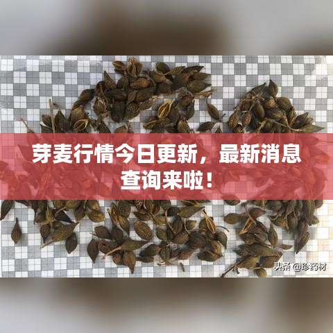 芽麥行情今日更新，最新消息查詢來(lái)啦！