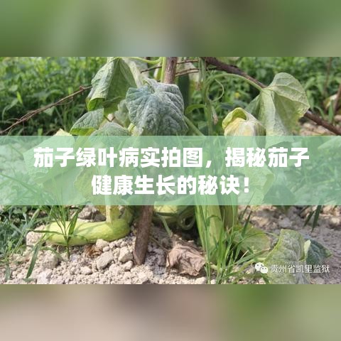 茄子綠葉病實拍圖，揭秘茄子健康生長的秘訣！