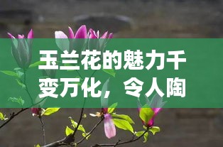 玉蘭花的魅力千變?nèi)f化，令人陶醉！