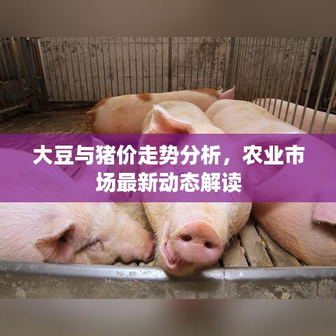 大豆與豬價(jià)走勢(shì)分析，農(nóng)業(yè)市場(chǎng)最新動(dòng)態(tài)解讀