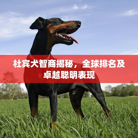 杜賓犬智商揭秘，全球排名及卓越聰明表現(xiàn)