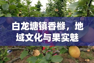 白龍?zhí)伶?zhèn)香櫞，地域文化與果實(shí)魅力的獨(dú)特探尋