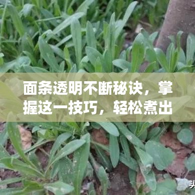 面條透明不斷秘訣，掌握這一技巧，輕松煮出完美面條！