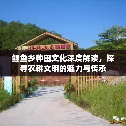 鯉魚鄉(xiāng)種田文化深度解讀，探尋農(nóng)耕文明的魅力與傳承