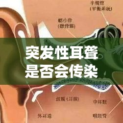 突發(fā)性耳聾是否會傳染？全面解析突發(fā)性耳聾的傳染性因素及預(yù)防措施