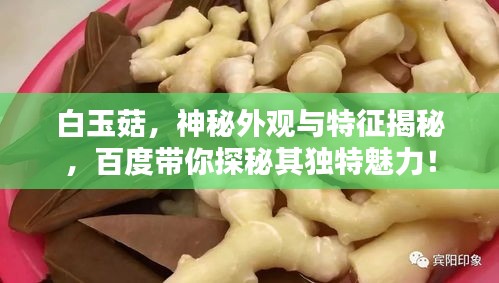 白玉菇，神秘外觀與特征揭秘，百度帶你探秘其獨(dú)特魅力！