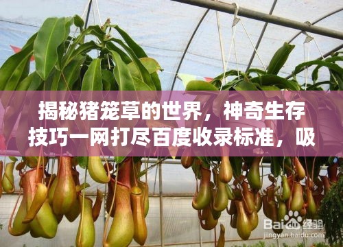 揭秘豬籠草的世界，神奇生存技巧一網(wǎng)打盡百度收錄標(biāo)準(zhǔn)，吸引目光！