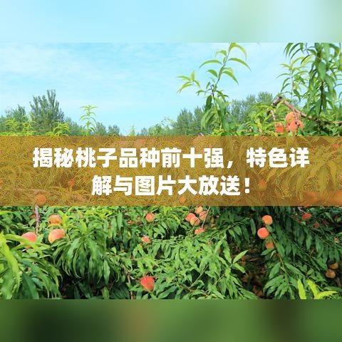 揭秘桃子品種前十強(qiáng)，特色詳解與圖片大放送！