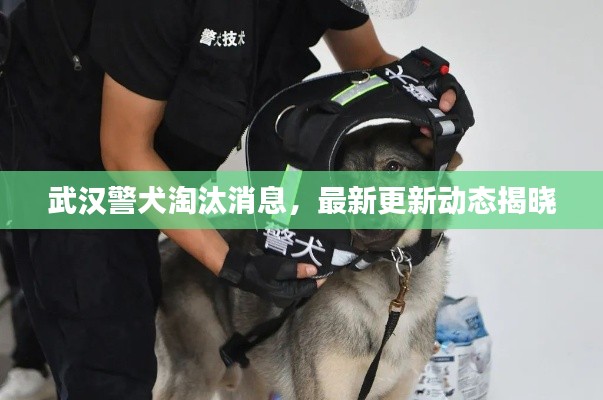 武漢警犬淘汰消息，最新更新動態(tài)揭曉