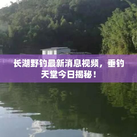長湖野釣最新消息視頻，垂釣天堂今日揭秘！