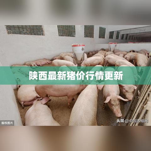 陜西最新豬價(jià)行情更新