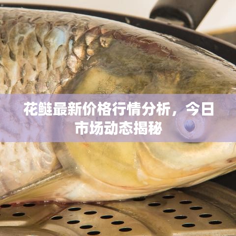 花鰱最新價(jià)格行情分析，今日市場動(dòng)態(tài)揭秘