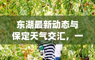東湖最新動(dòng)態(tài)與保定天氣交匯，一網(wǎng)打盡的關(guān)鍵信息