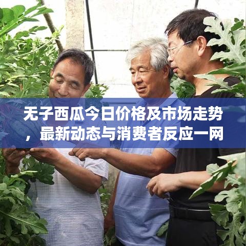無子西瓜今日價格及市場走勢，最新動態(tài)與消費者反應一網(wǎng)打盡