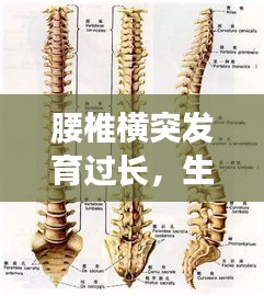 腰椎橫突發(fā)育過(guò)長(zhǎng)，生理現(xiàn)象深度解析