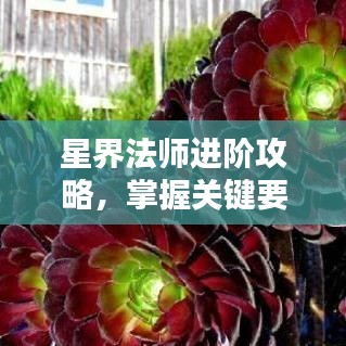 星界法師進(jìn)階攻略，掌握關(guān)鍵要素，輕松走上巔峰之路！