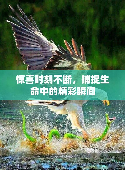 驚喜時刻不斷，捕捉生命中的精彩瞬間