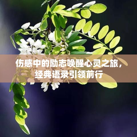 傷感中的勵志喚醒心靈之旅，經(jīng)典語錄引領(lǐng)前行