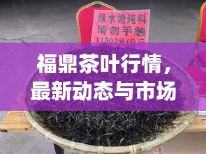 福鼎茶葉行情，最新動態(tài)與市場走勢分析