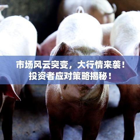 市場風云突變，大行情來襲！投資者應對策略揭秘！