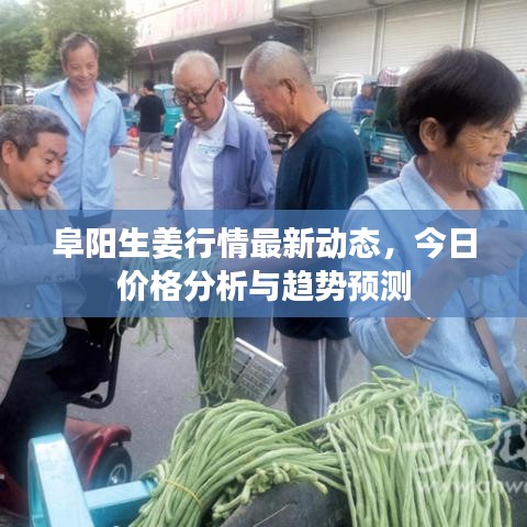 阜陽(yáng)生姜行情最新動(dòng)態(tài)，今日價(jià)格分析與趨勢(shì)預(yù)測(cè)