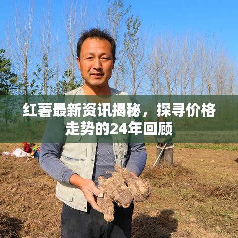 紅薯最新資訊揭秘，探尋價格走勢的24年回顧