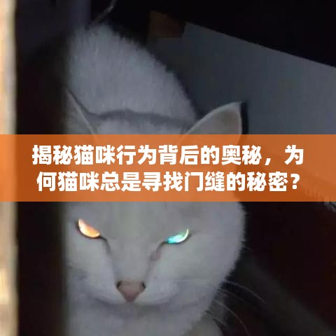 揭秘貓咪行為背后的奧秘，為何貓咪總是尋找門縫的秘密？