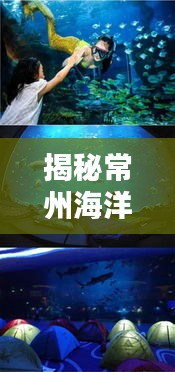 揭秘常州海洋世界排名與重要性，探尋藍(lán)色星球的神秘魅力！