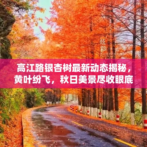 高江路銀杏樹(shù)最新動(dòng)態(tài)揭秘，黃葉紛飛，秋日美景盡收眼底