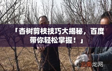 「杏樹(shù)剪枝技巧大揭秘，百度帶你輕松掌握！」