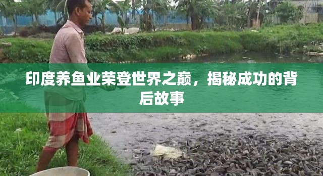 印度養(yǎng)魚(yú)業(yè)榮登世界之巔，揭秘成功的背后故事