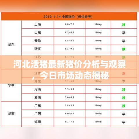 河北活豬最新豬價(jià)分析與觀察，今日市場(chǎng)動(dòng)態(tài)揭秘