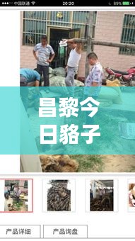 昌黎今日貉子皮價(jià)格行情更新